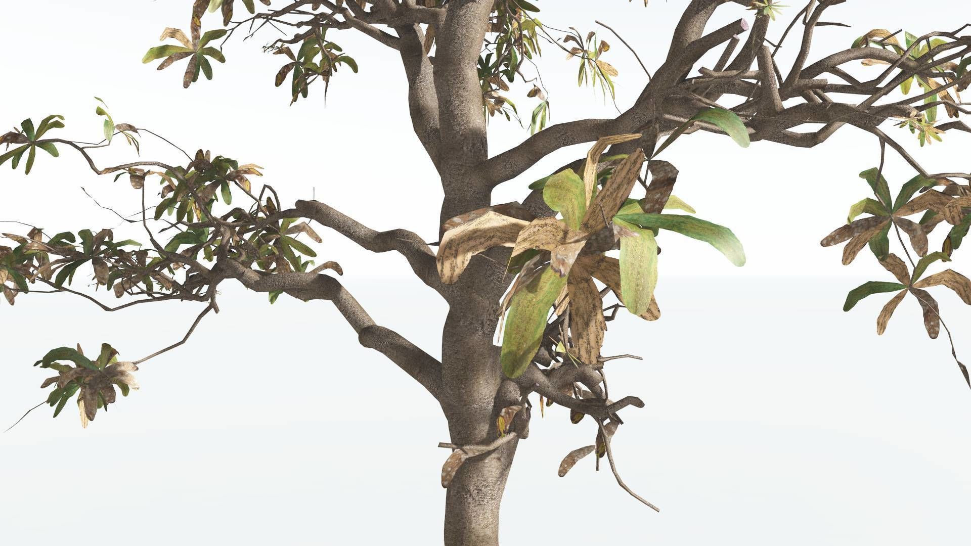 EVERYPlant Glossopteris 2 --20 Models-- 3D model_18