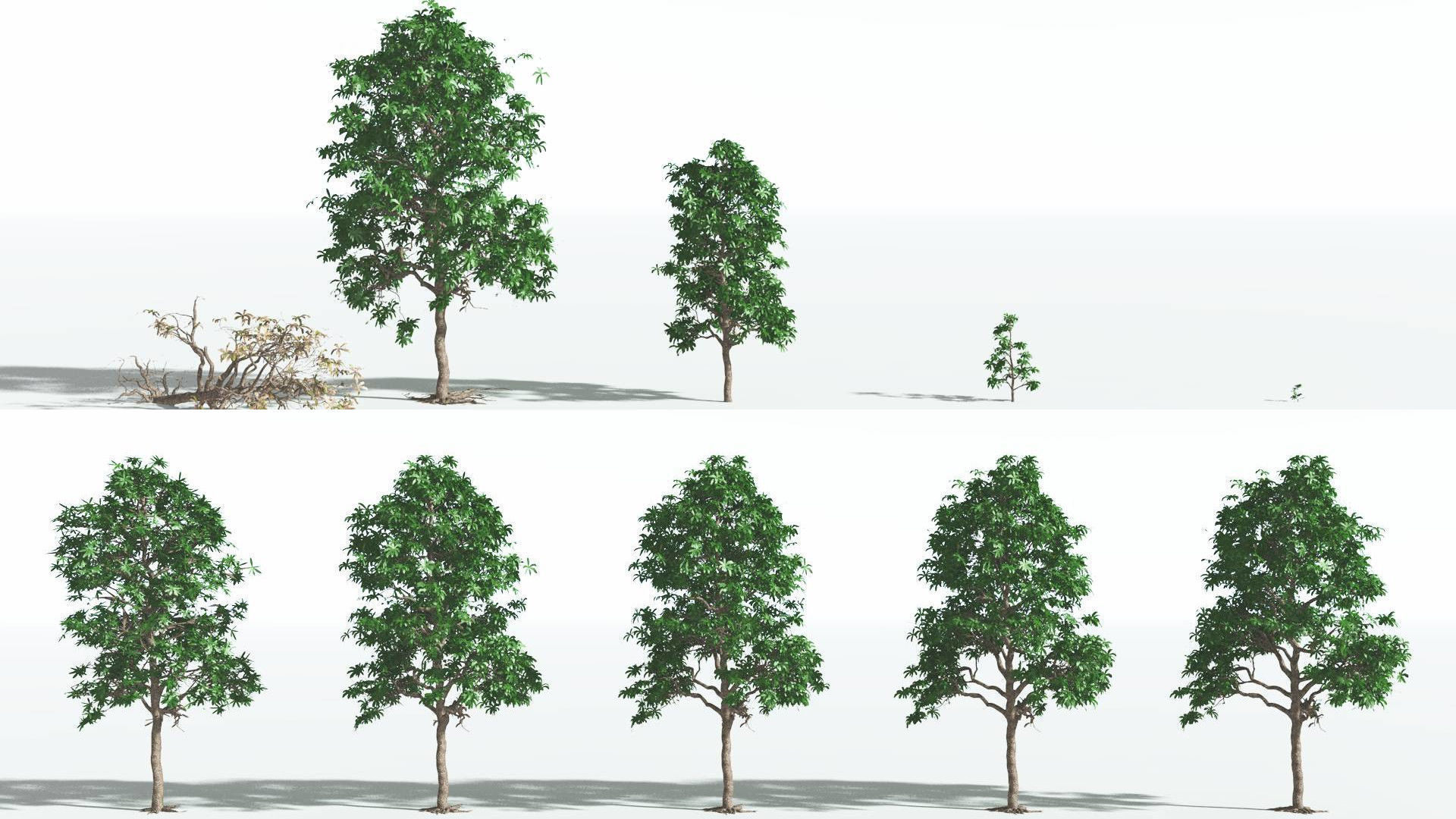 EVERYPlant Glossopteris 2 --20 Models-- 3D model_2