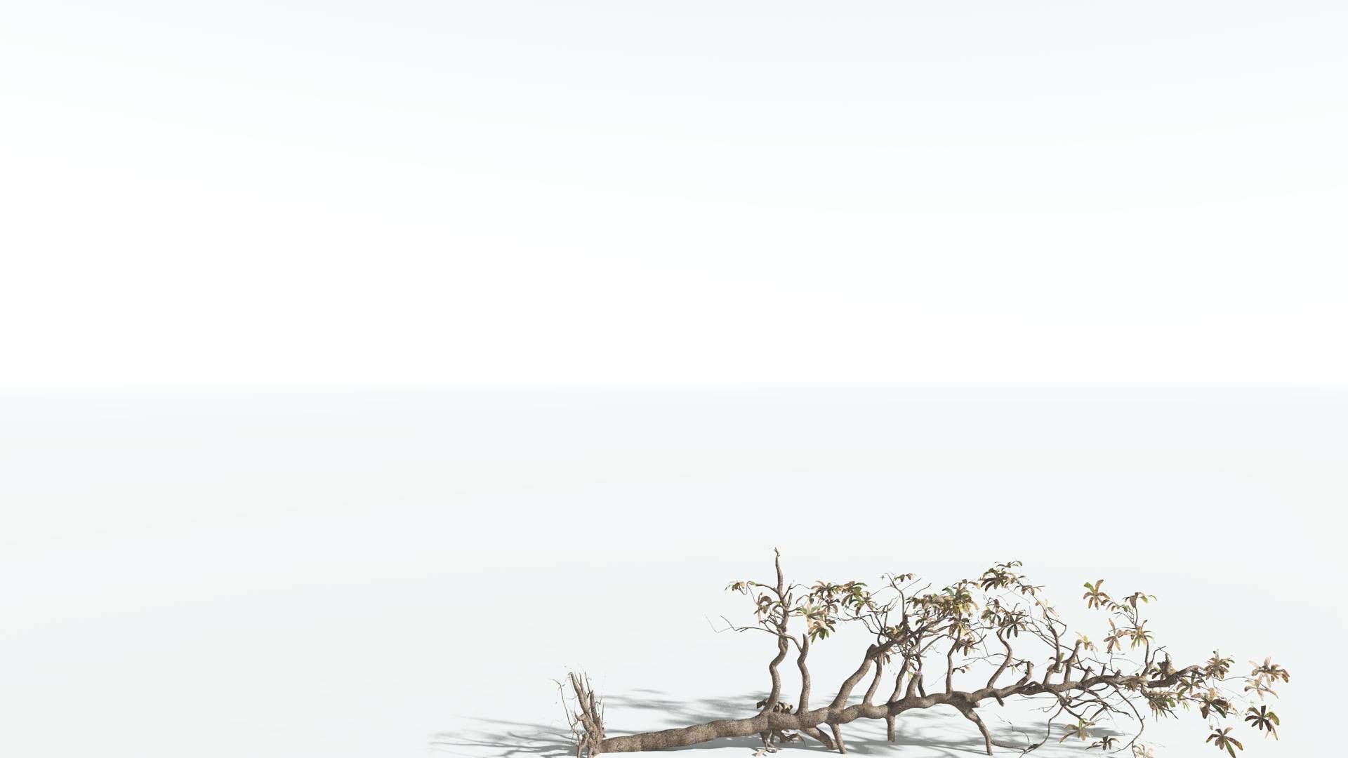 EVERYPlant Glossopteris 2 --20 Models-- 3D model_23