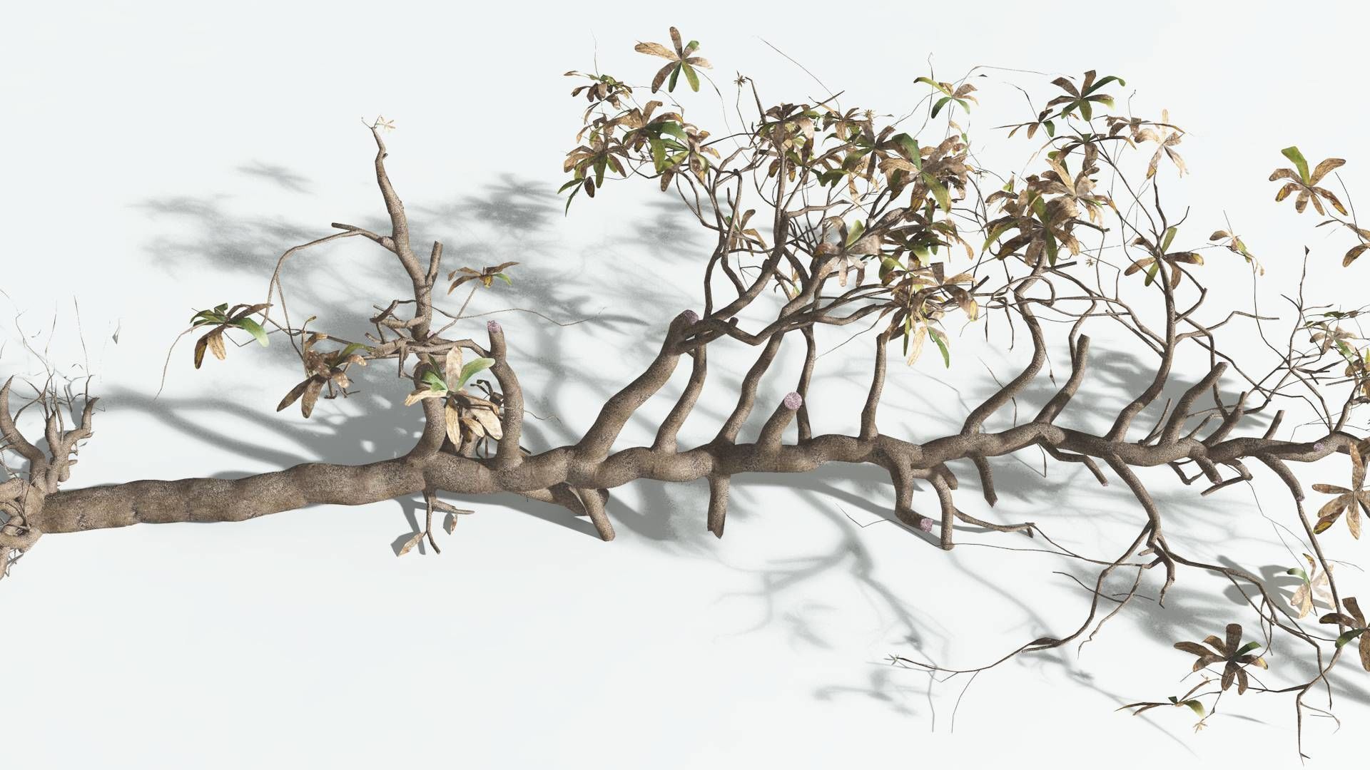 EVERYPlant Glossopteris 2 --20 Models-- 3D model_24