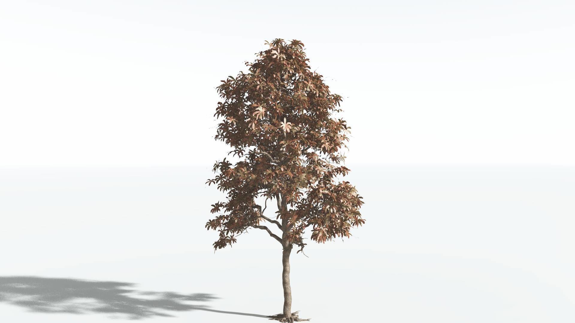 EVERYPlant Glossopteris 2 --20 Models-- 3D model_7