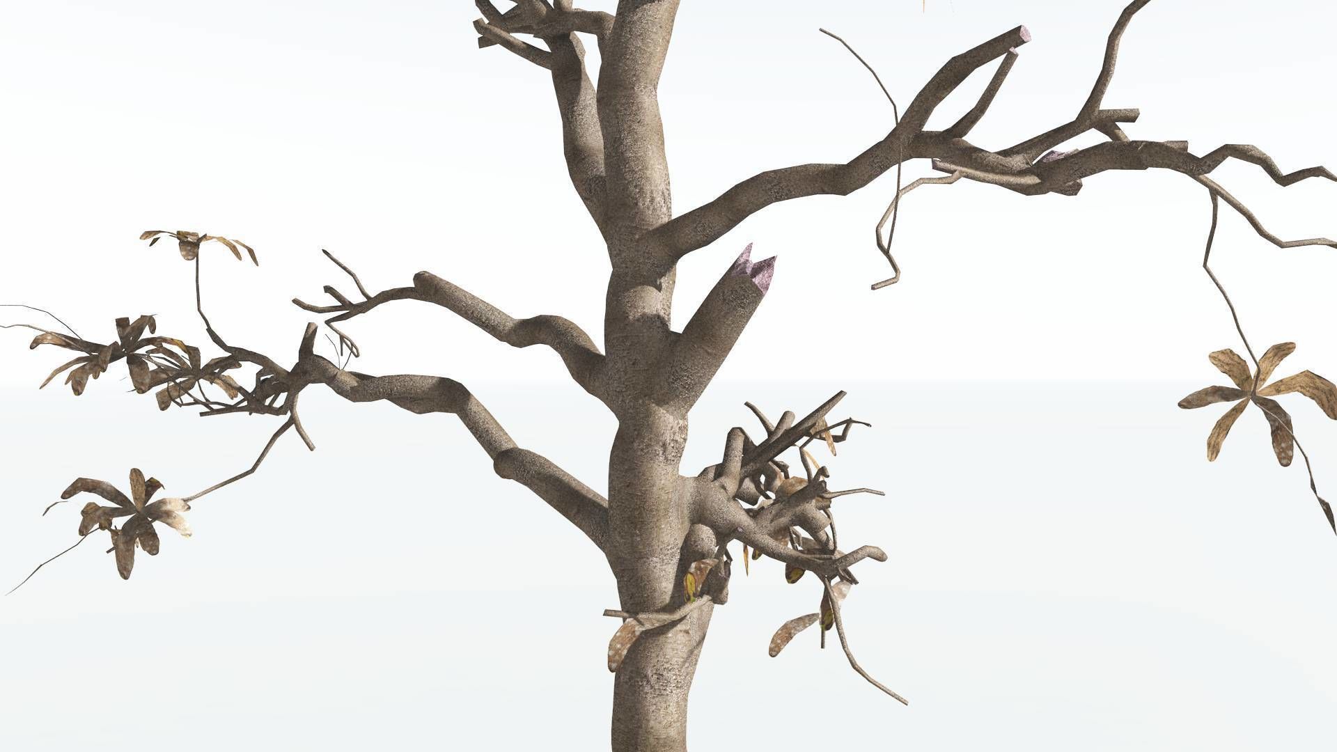 EVERYPlant Glossopteris 2 --20 Models-- 3D model_20