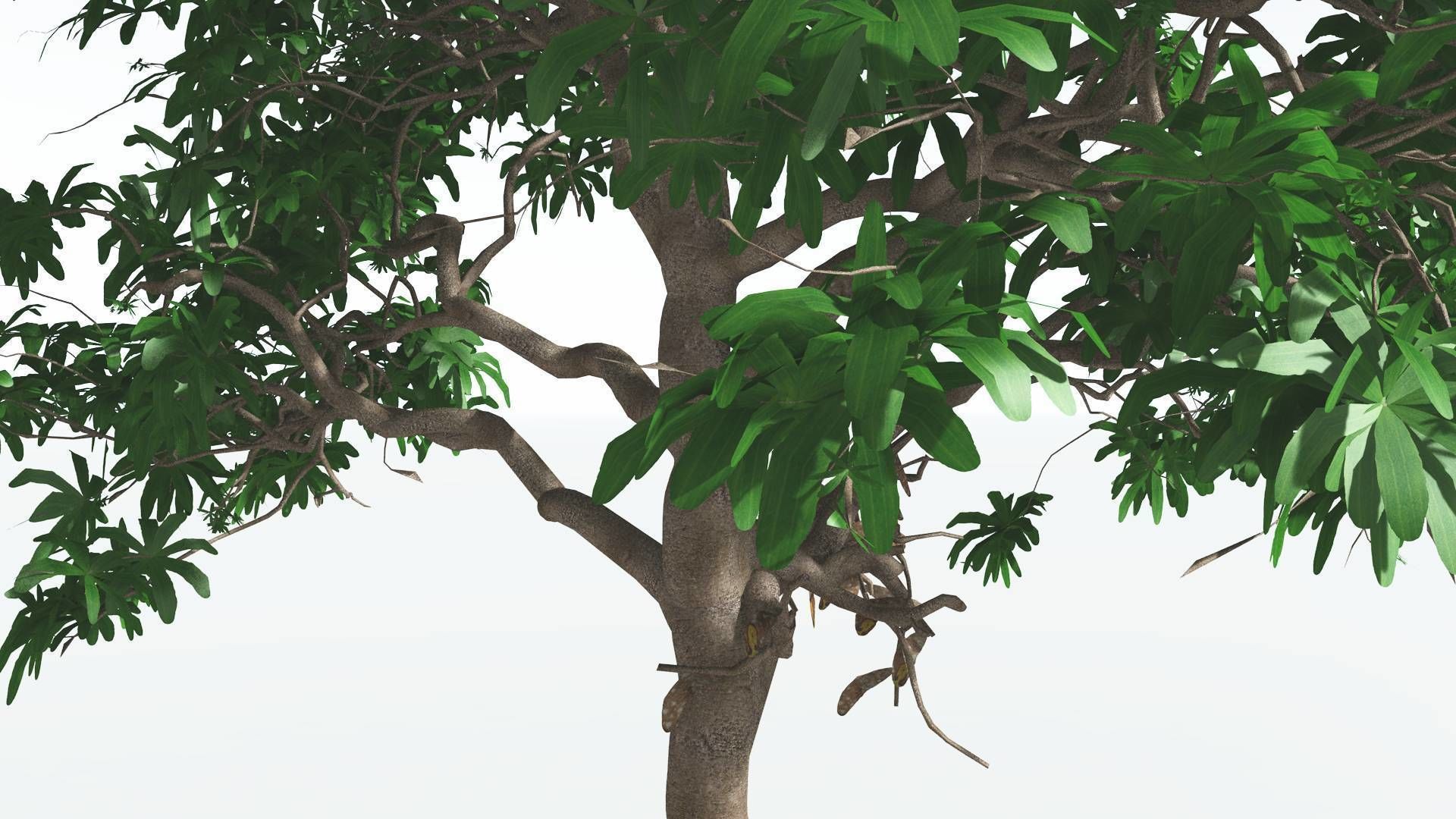 EVERYPlant Glossopteris 2 --20 Models-- 3D model_14