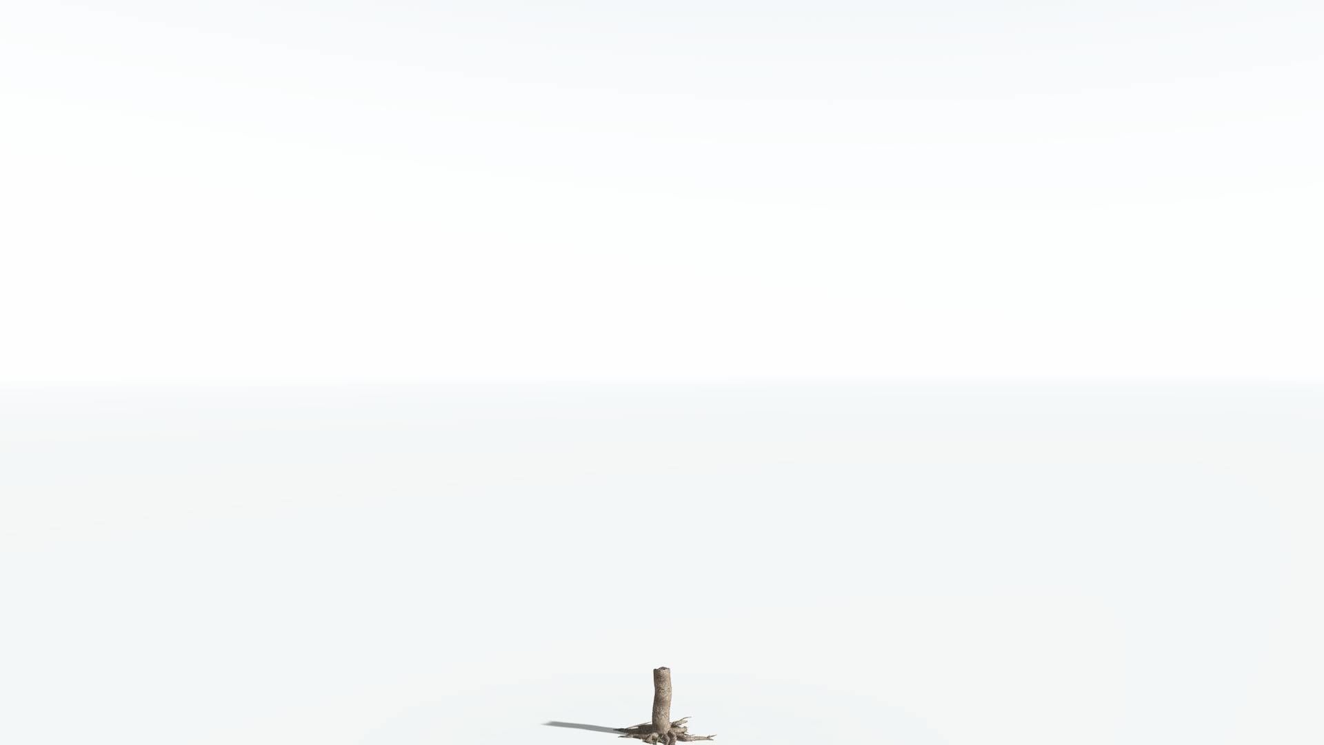 EVERYPlant Glossopteris 2 --20 Models-- 3D model_21