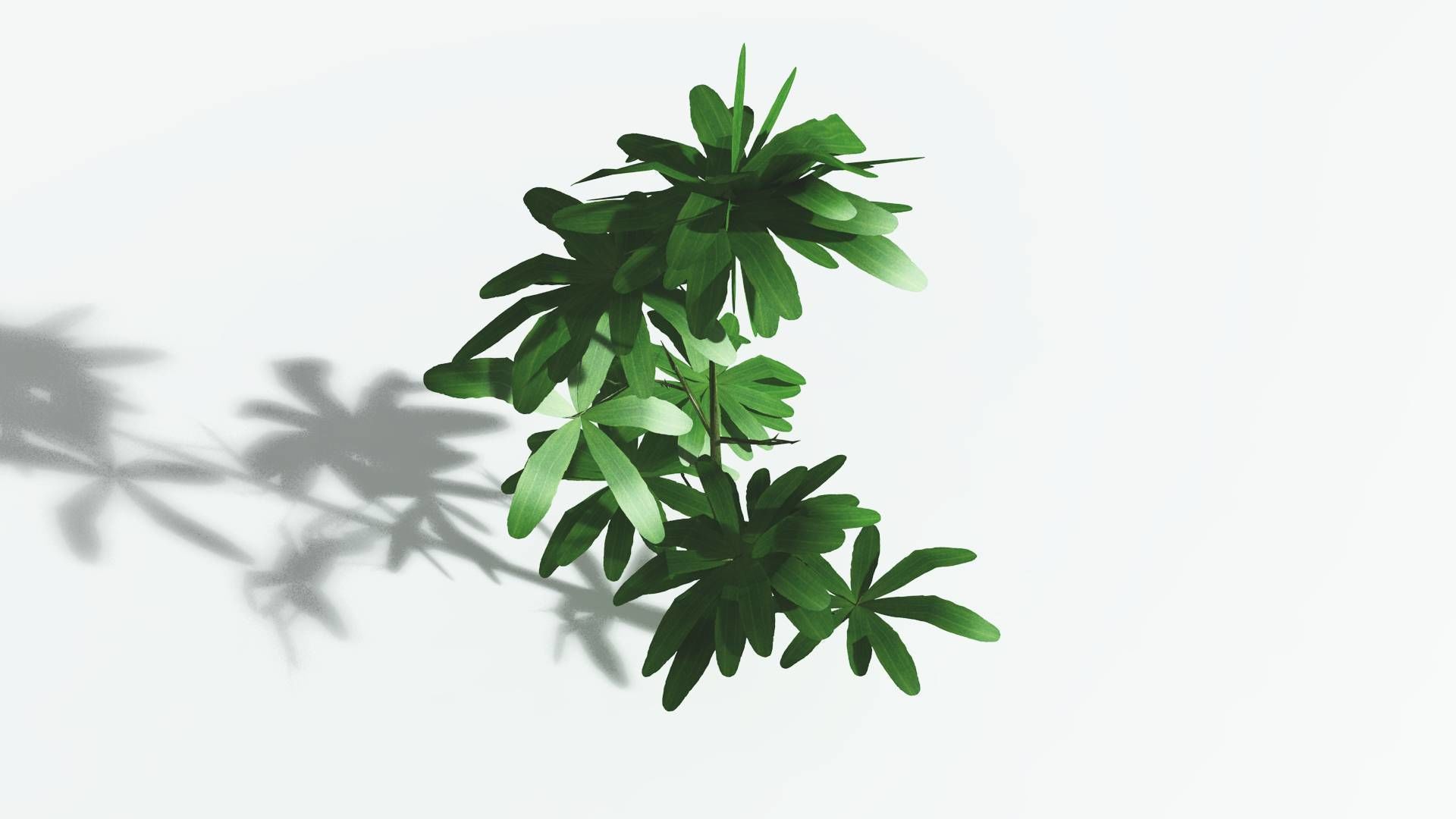 EVERYPlant Glossopteris 2 --20 Models-- 3D model_32