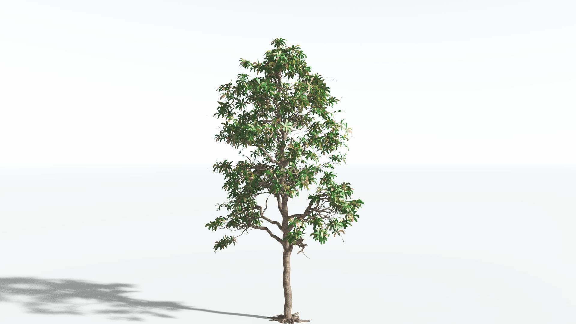 EVERYPlant Glossopteris 2 --20 Models-- 3D model_15