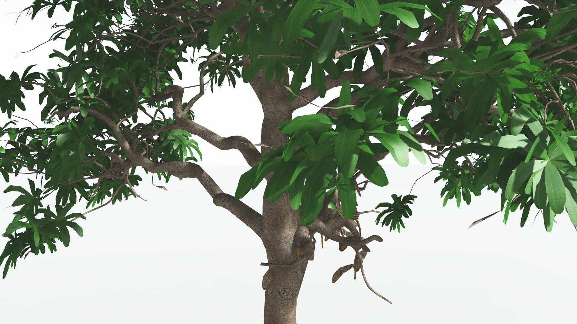 EVERYPlant Glossopteris 2 --20 Models-- 3D model_38