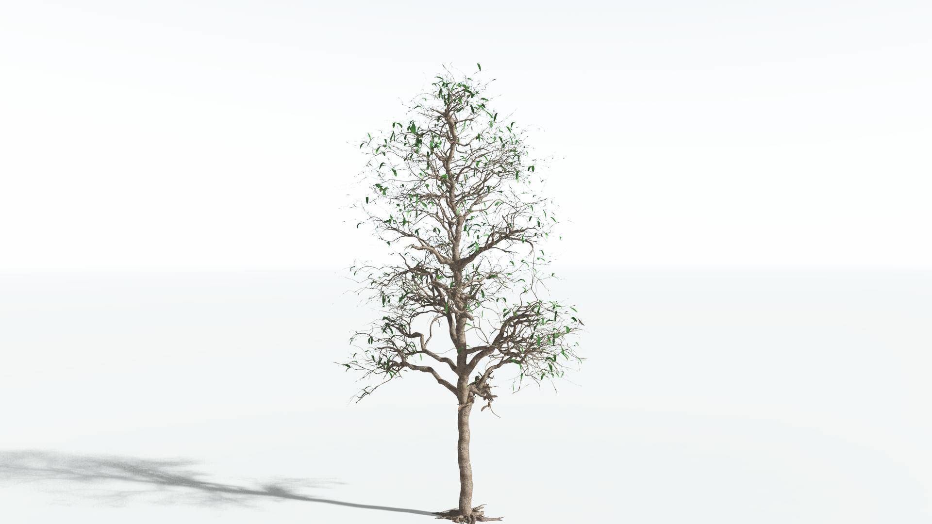EVERYPlant Glossopteris 2 --20 Models-- 3D model_5
