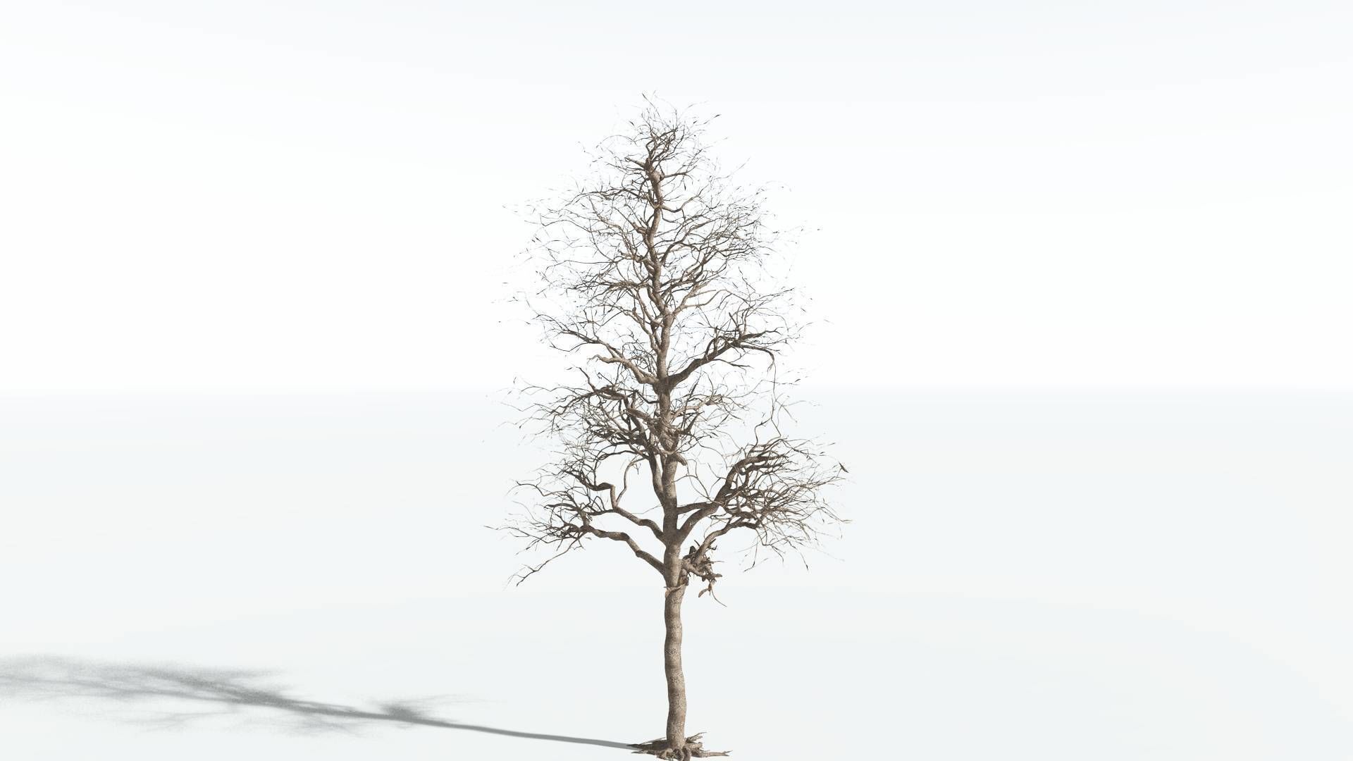 EVERYPlant Glossopteris 2 --20 Models-- 3D model_11