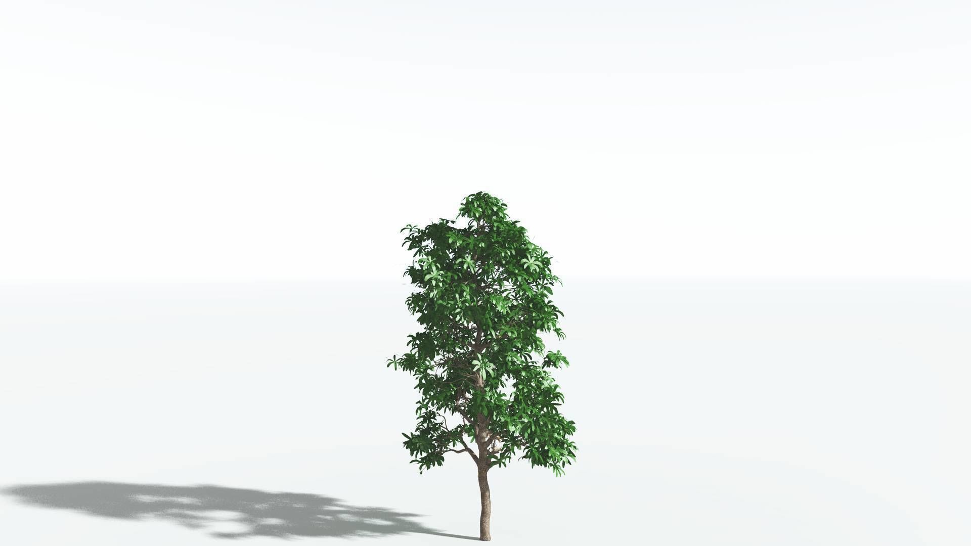 EVERYPlant Glossopteris 2 --20 Models-- 3D model_27