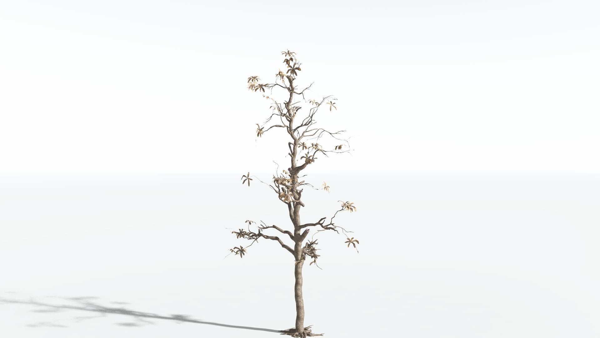 EVERYPlant Glossopteris 2 --20 Models-- 3D model_19