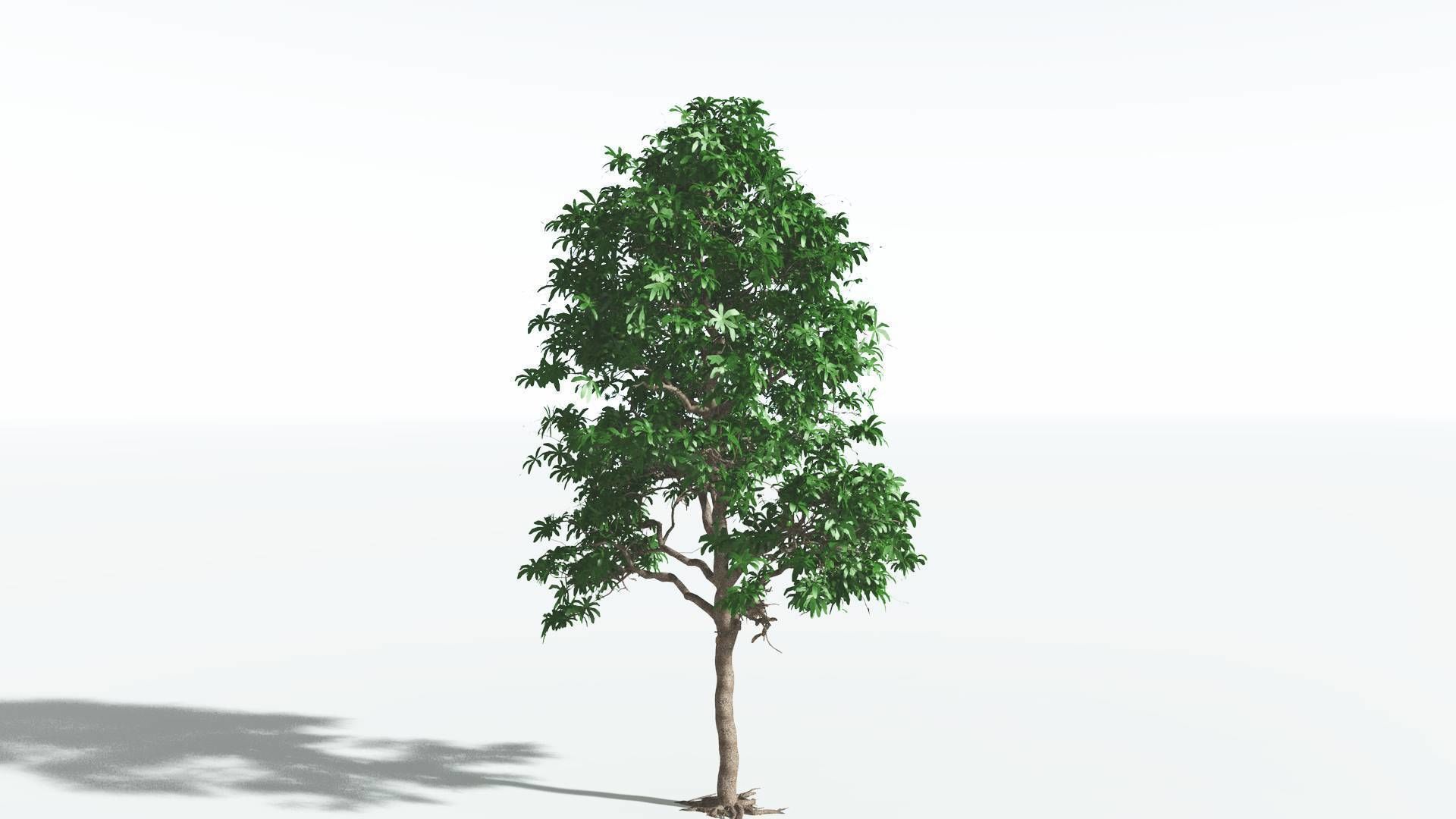 EVERYPlant Glossopteris 2 --20 Models-- 3D model_13