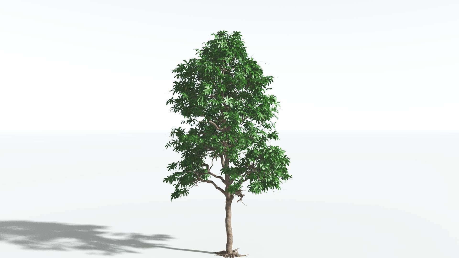 EVERYPlant Glossopteris 2 --20 Models-- 3D model_39