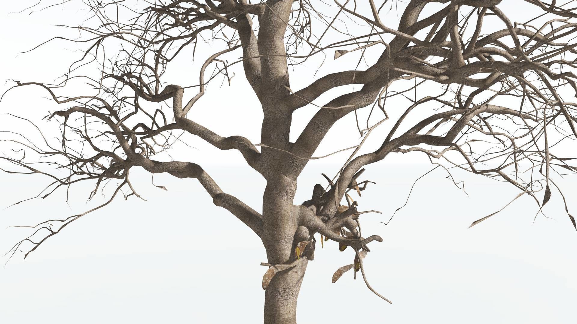 EVERYPlant Glossopteris 2 --20 Models-- 3D model_12