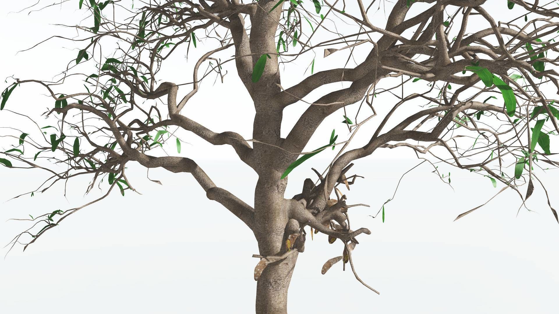 EVERYPlant Glossopteris 2 --20 Models-- 3D model_6