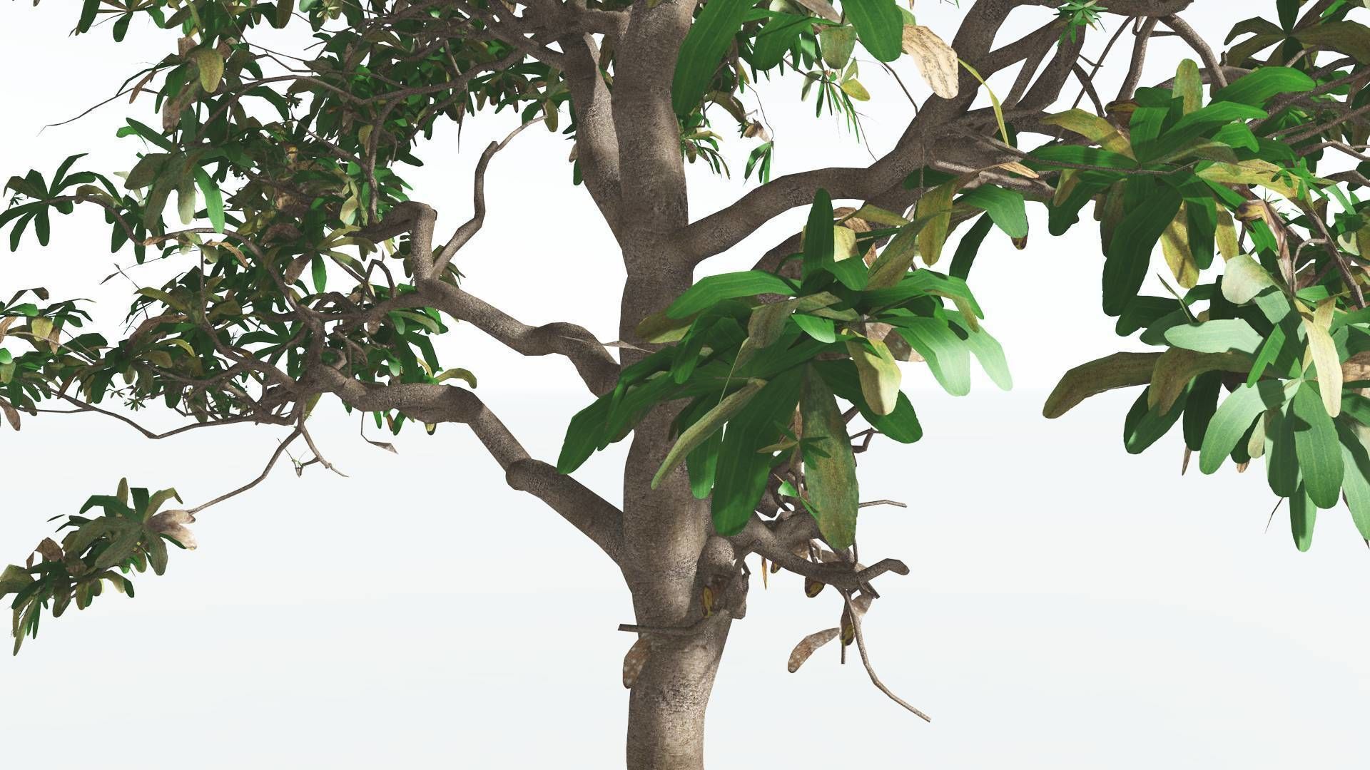 EVERYPlant Glossopteris 2 --20 Models-- 3D model_16