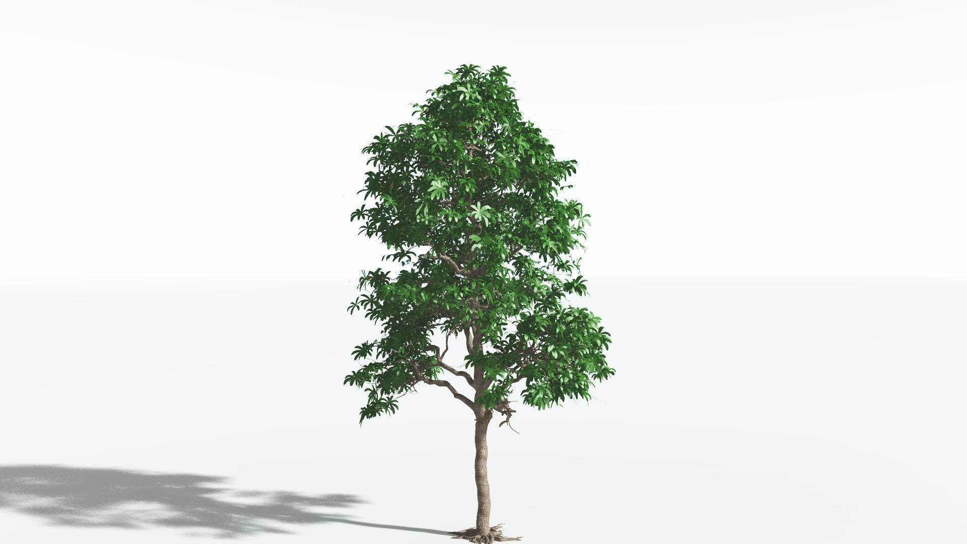 EVERYPlant Glossopteris 2 --20 Models-- 3D model_35