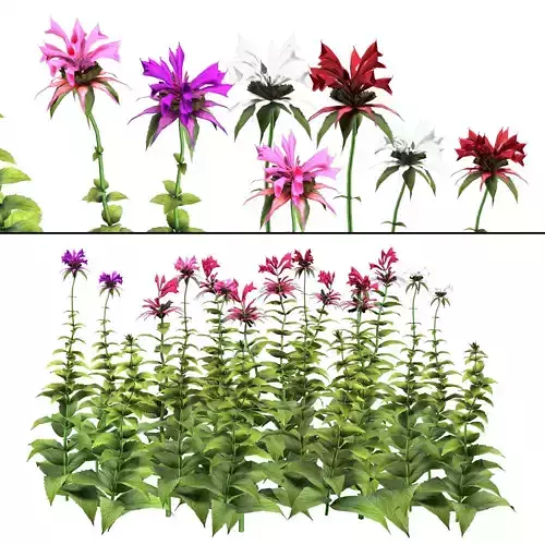 Bee Balm Monarda Didyma Flowers with free tutorial Low-poly 3D model