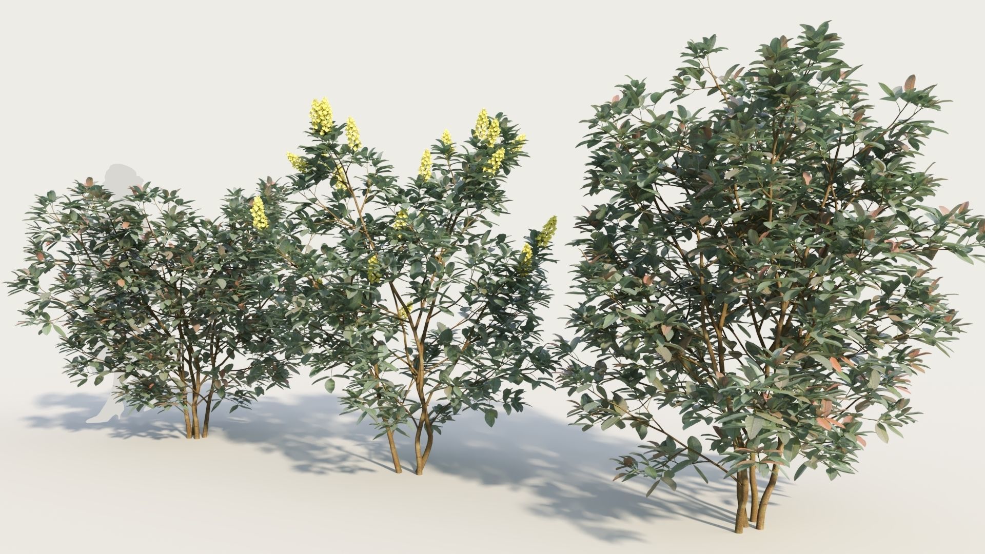 Argyrocytisus battandieri a 3D model_1