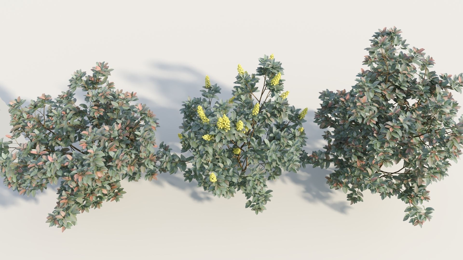 Argyrocytisus battandieri a 3D model_2