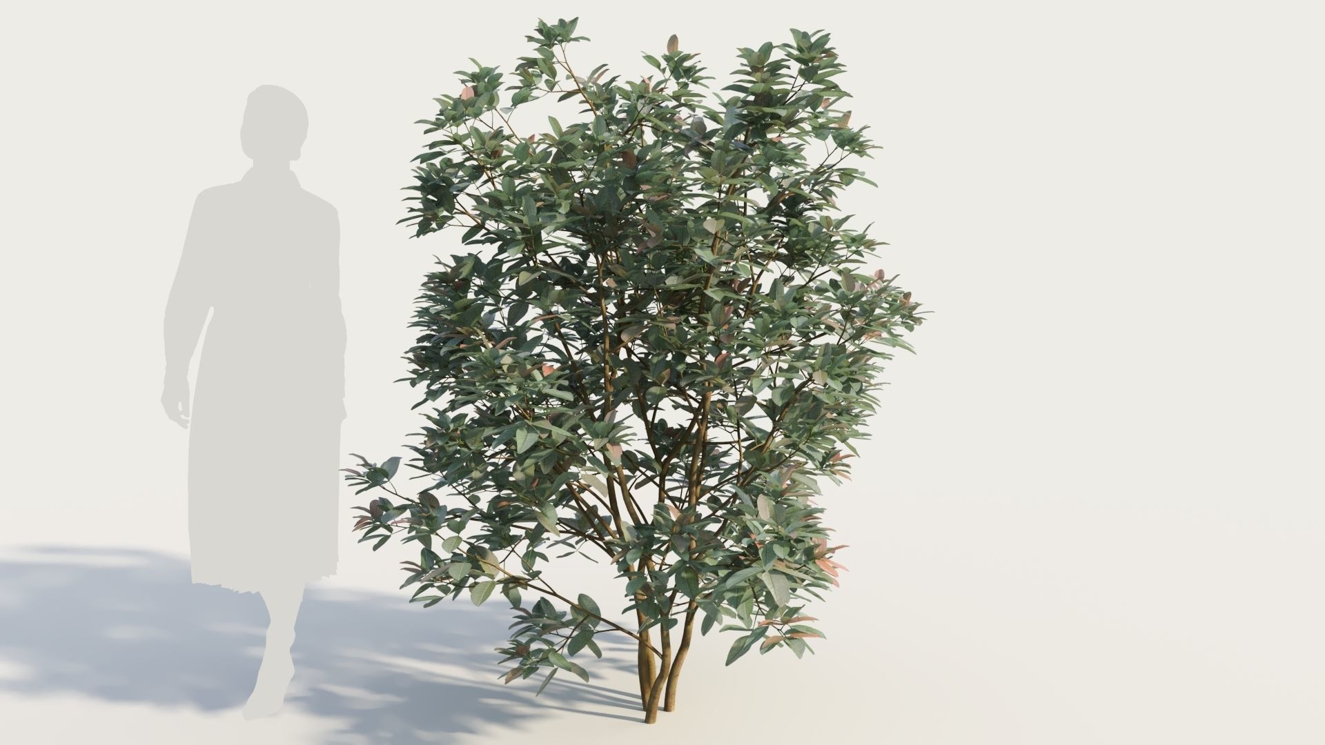 Argyrocytisus battandieri a 3D model_7