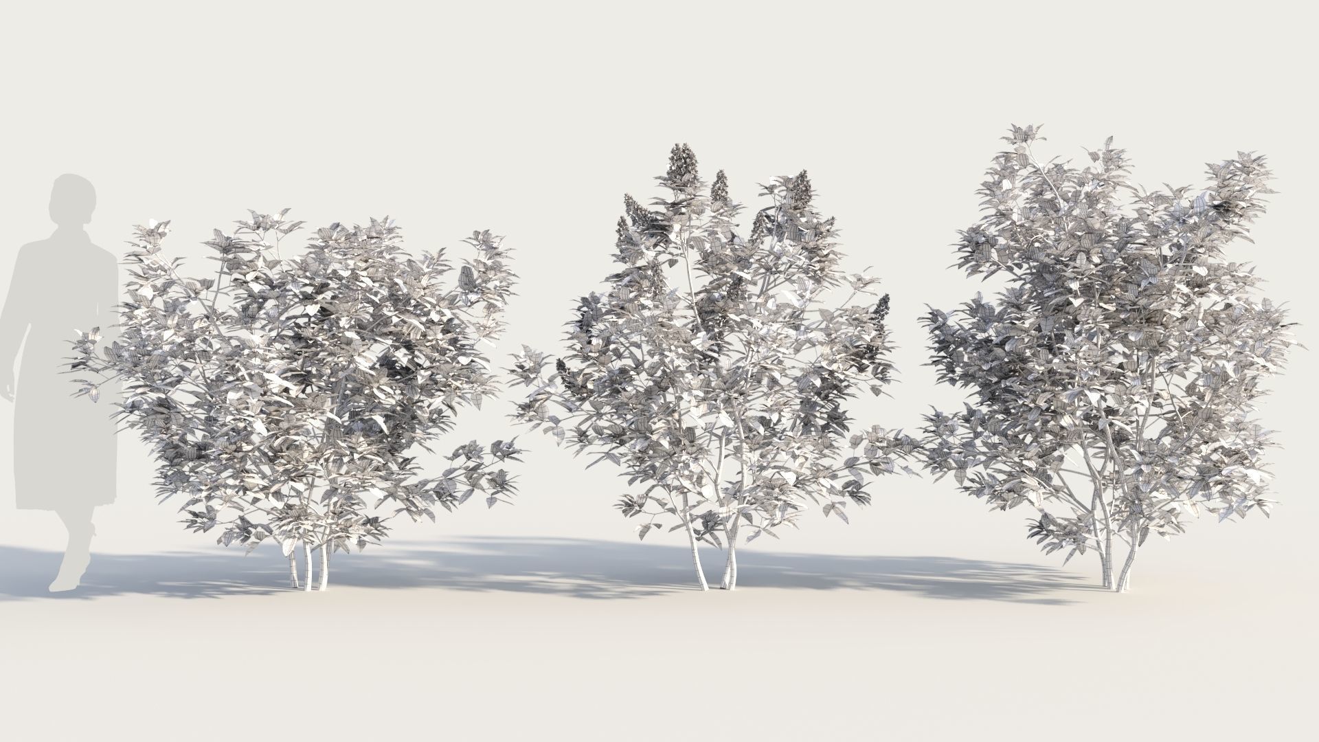 Argyrocytisus battandieri a 3D model_8