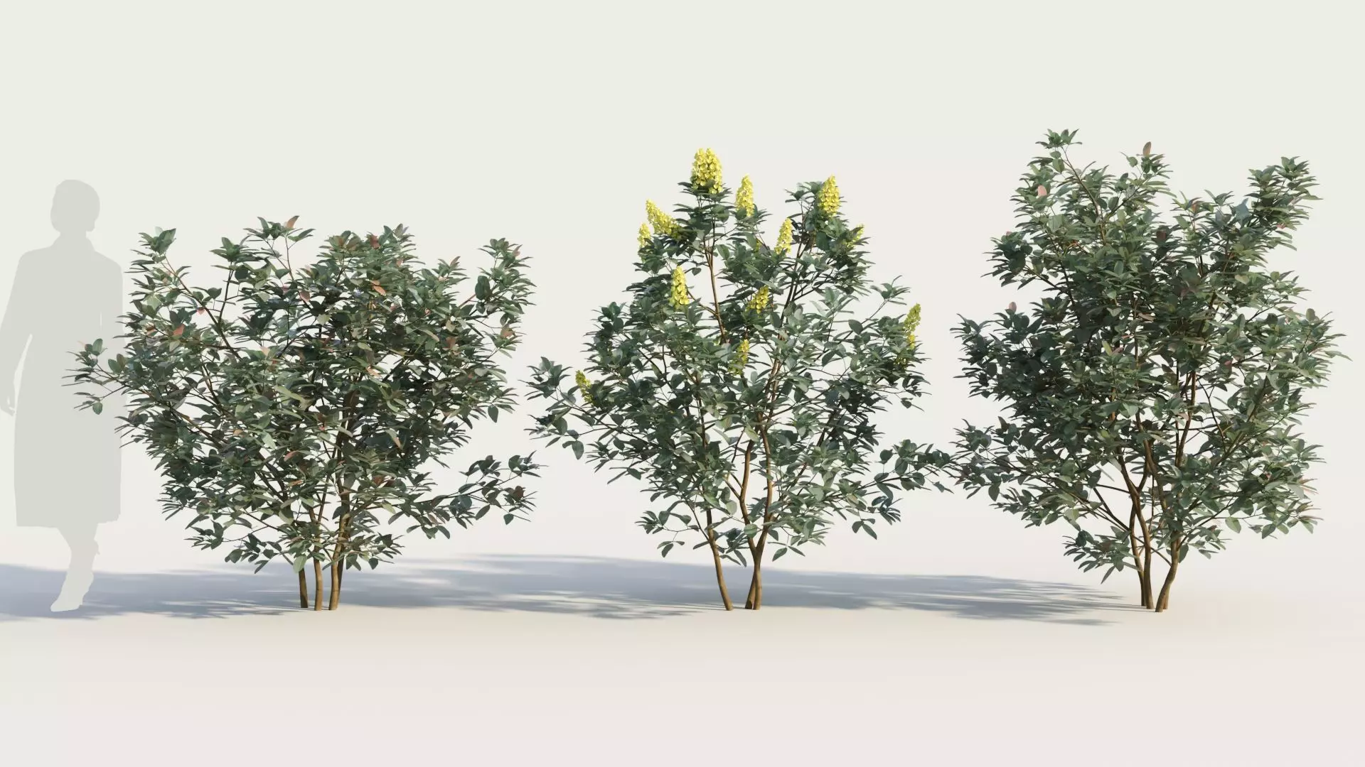 Argyrocytisus battandieri a 3D model_0