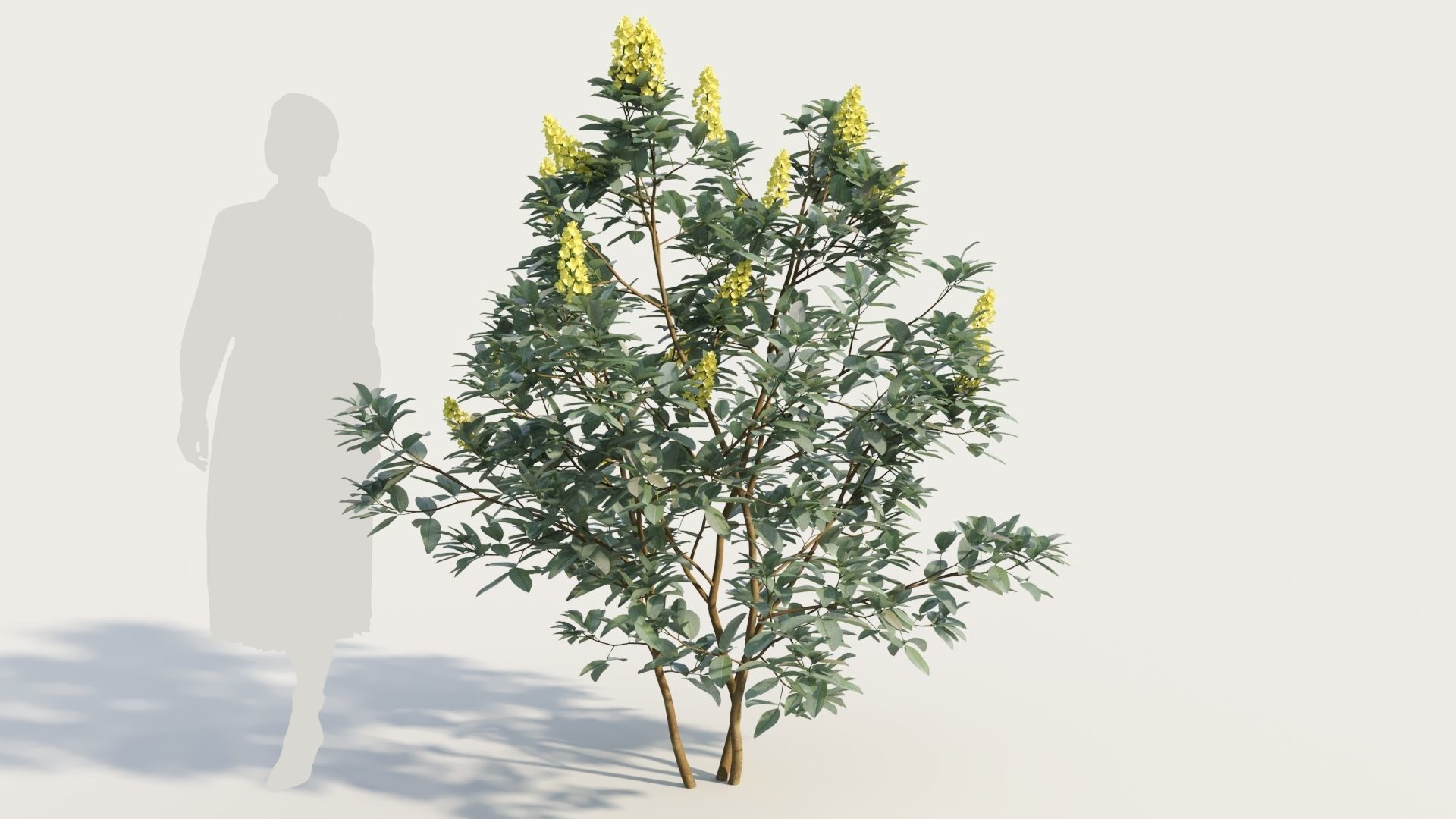 Argyrocytisus battandieri a 3D model_6