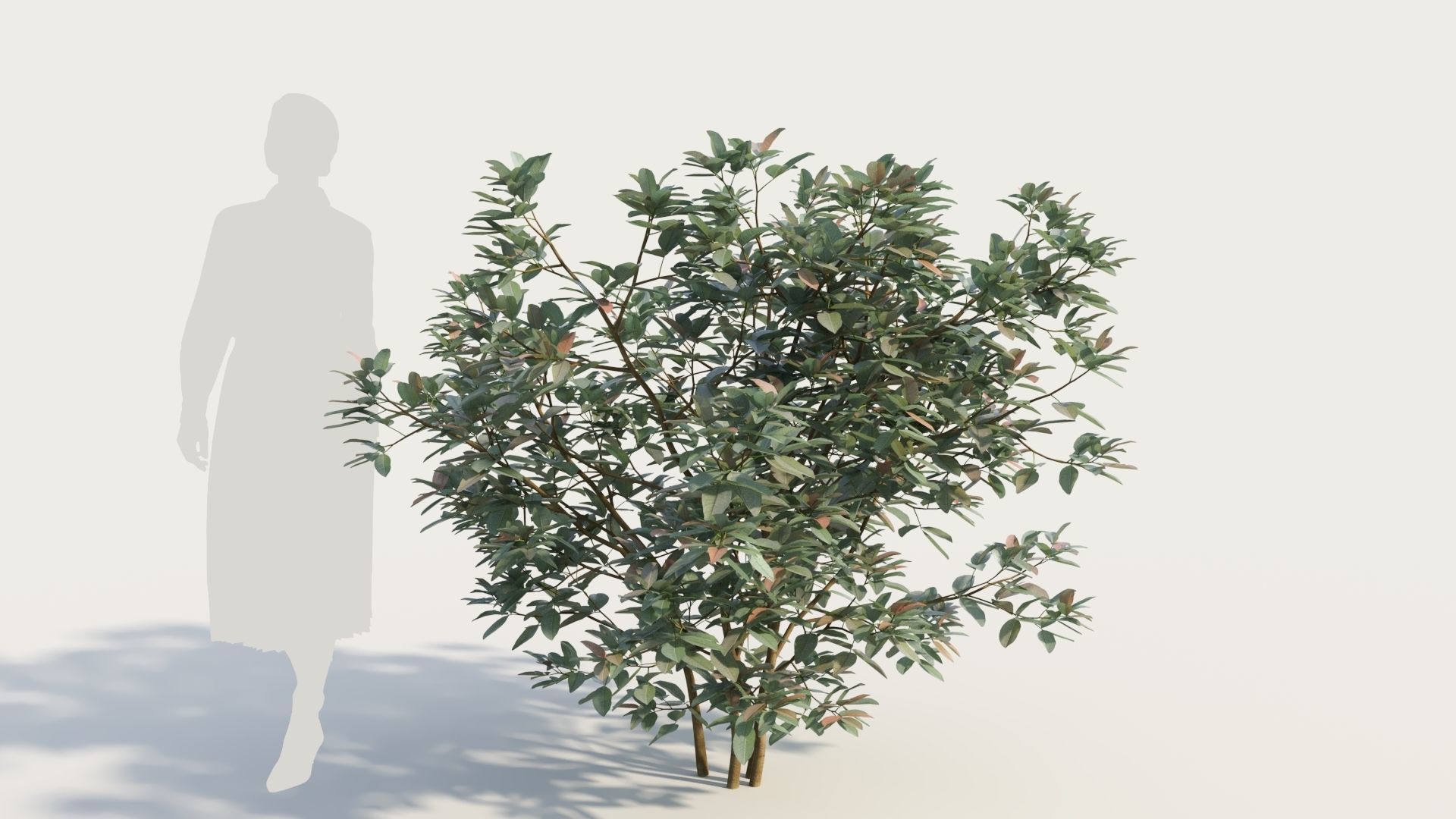 Argyrocytisus battandieri a 3D model_5