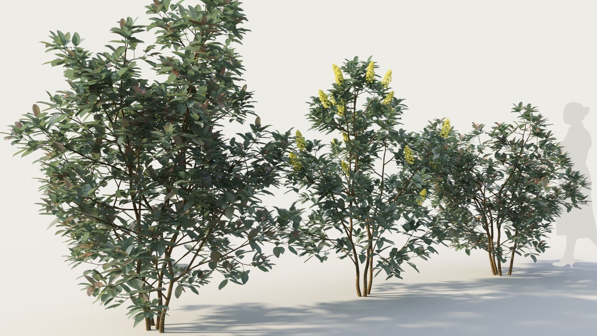 Argyrocytisus battandieri a 3D model_4