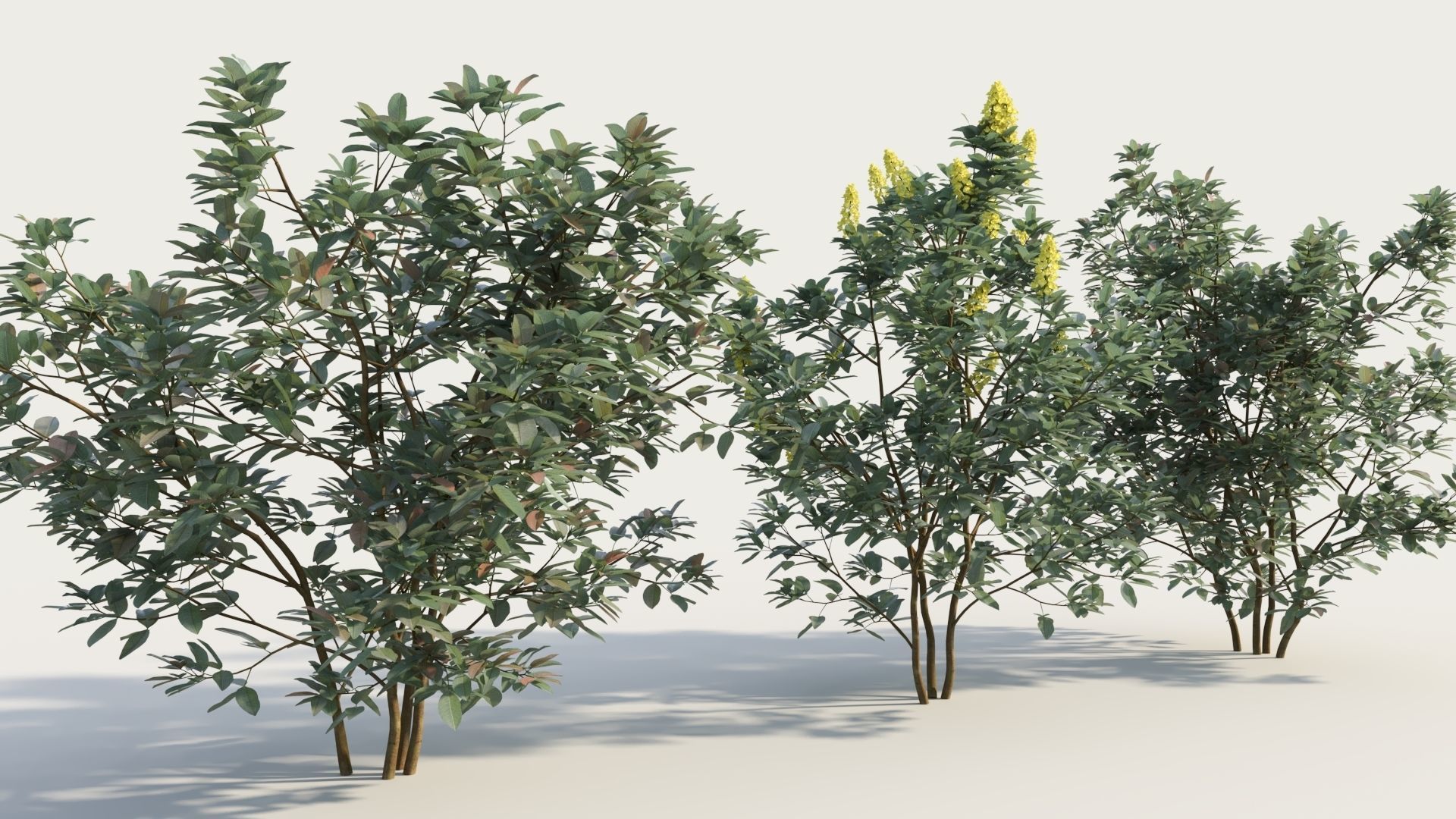 Argyrocytisus battandieri a 3D model_3