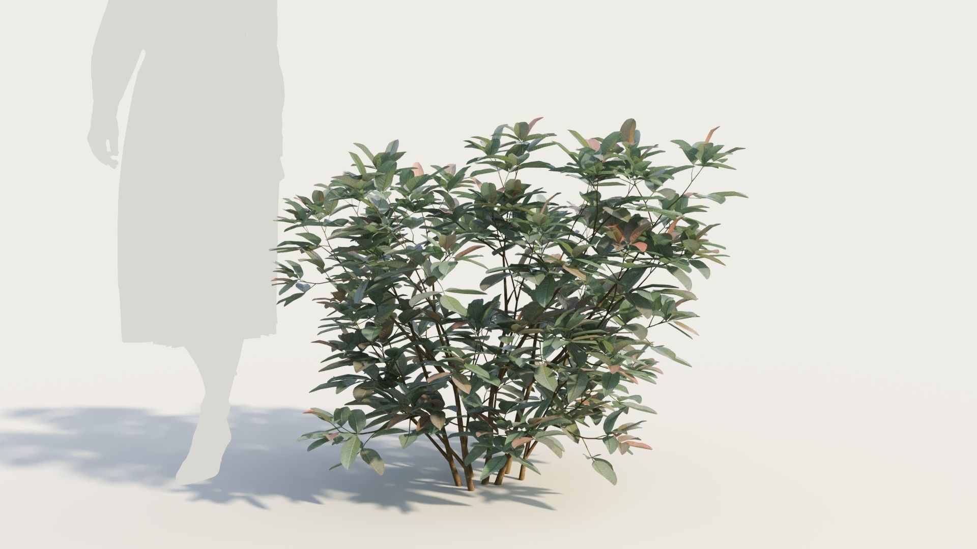 Argyrocytisus battandieri b 3D model_6