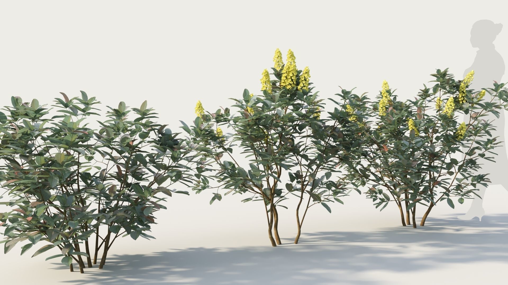 Argyrocytisus battandieri b 3D model_4