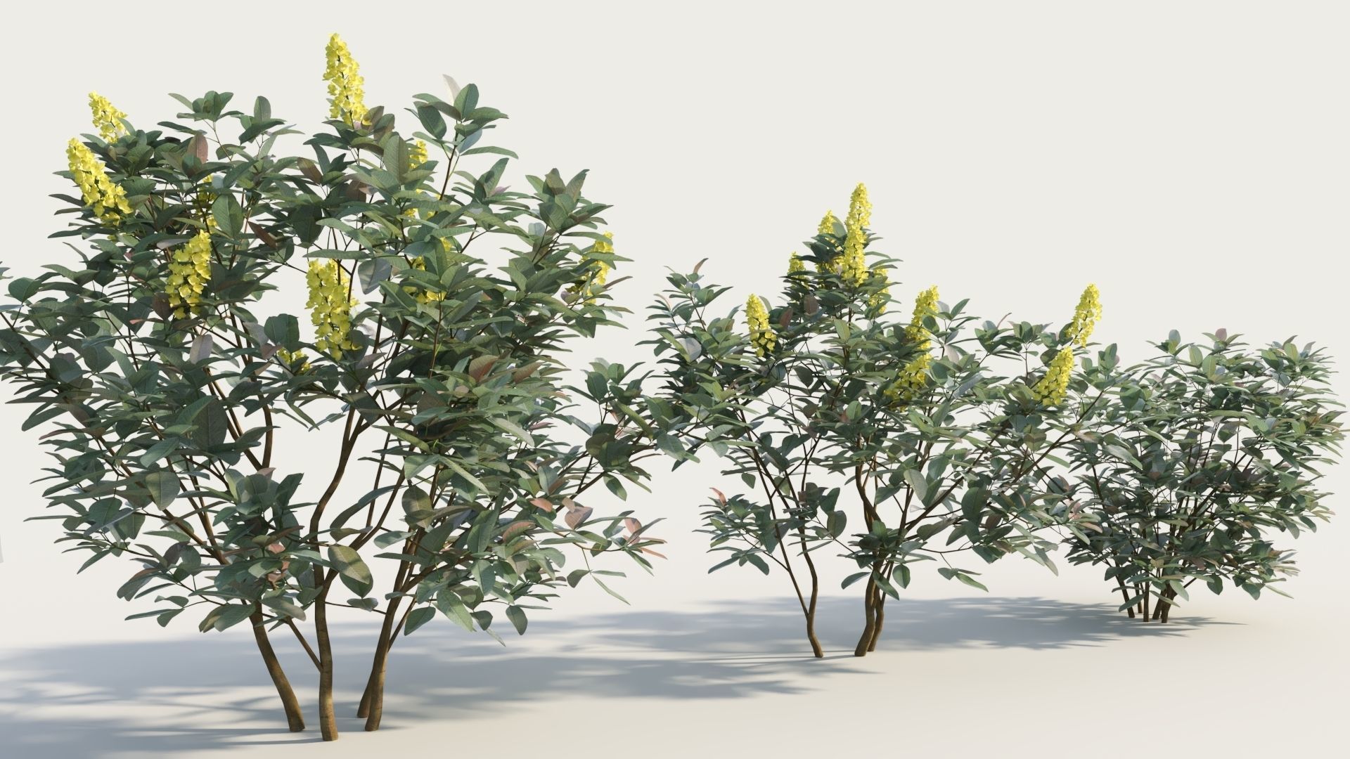 Argyrocytisus battandieri b 3D model_3