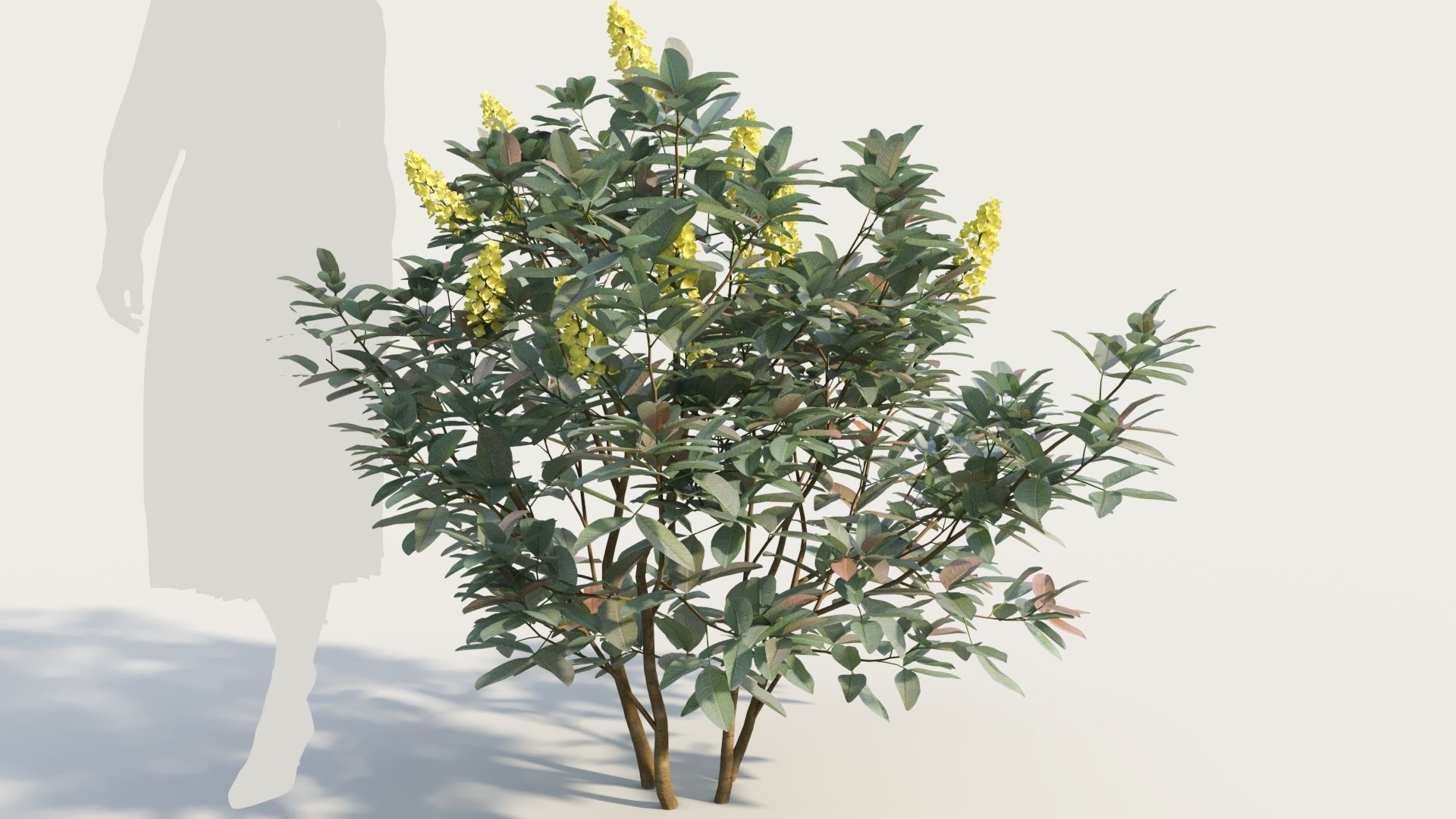 Argyrocytisus battandieri b 3D model_5