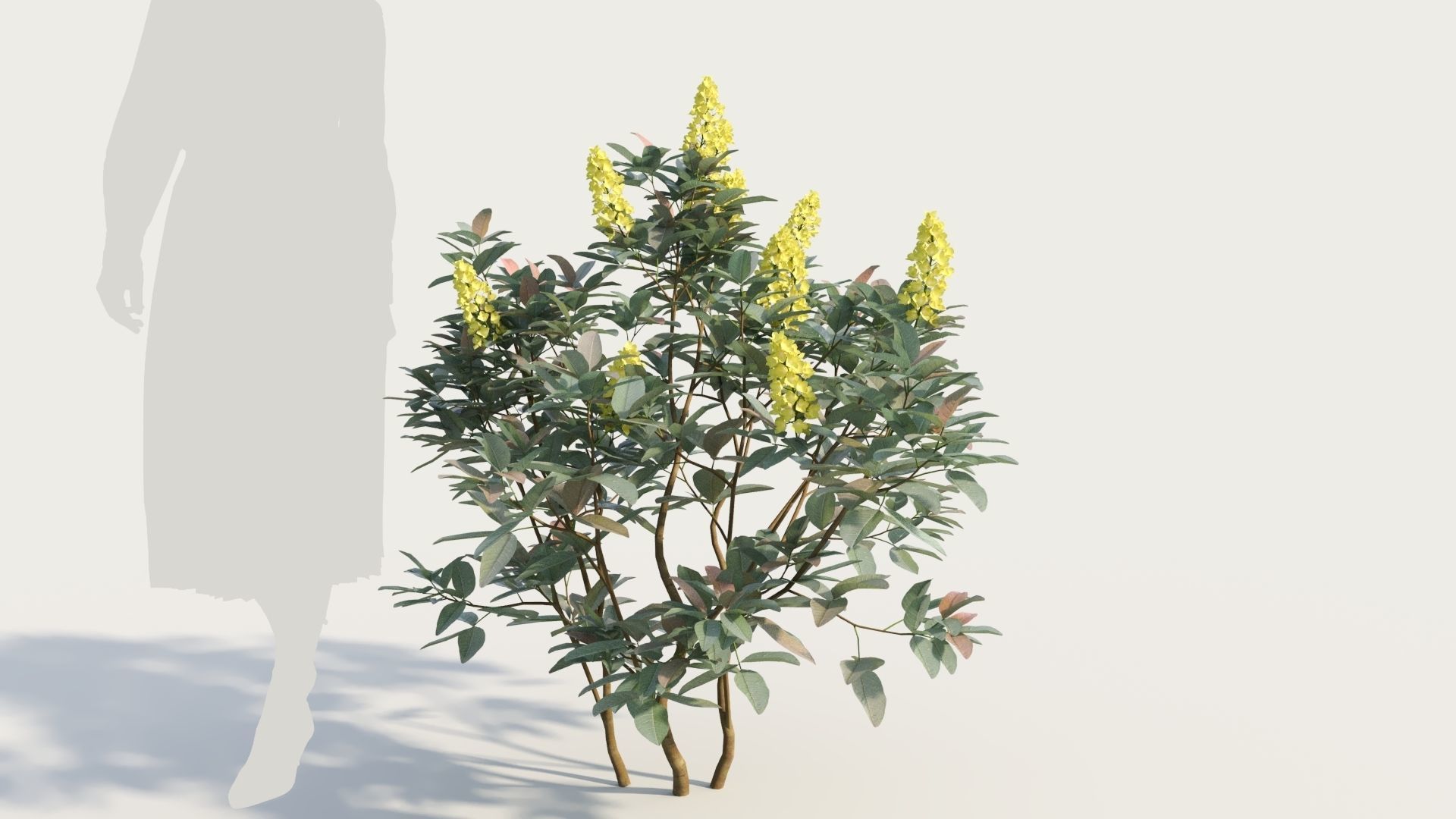 Argyrocytisus battandieri b 3D model_7