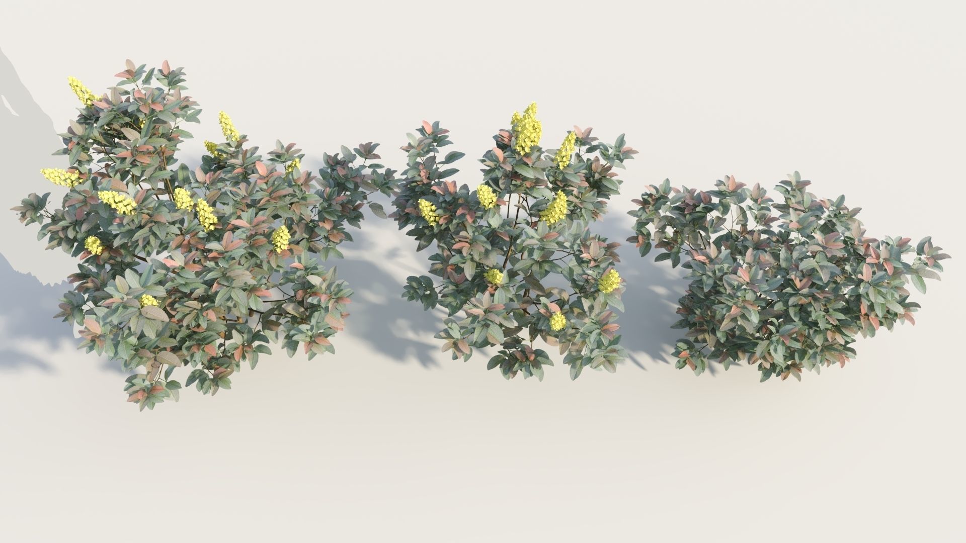 Argyrocytisus battandieri b 3D model_2