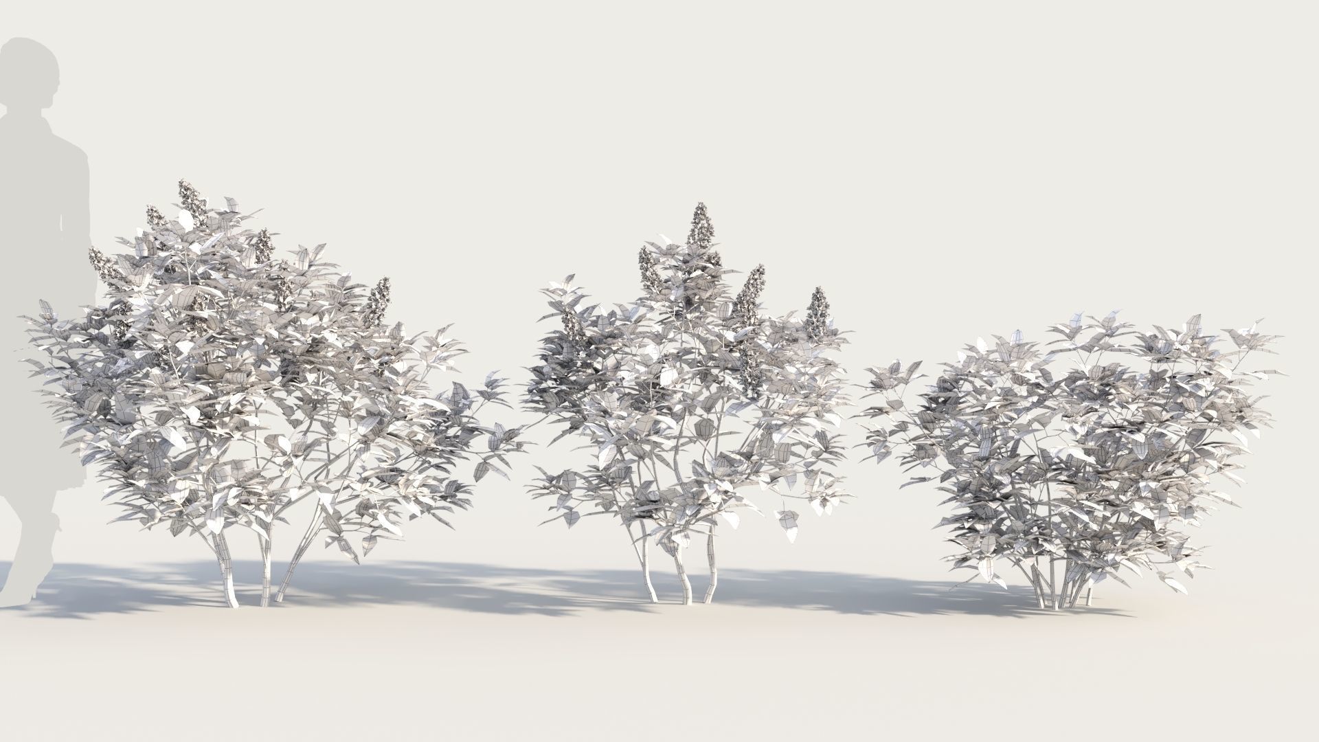 Argyrocytisus battandieri b 3D model_8