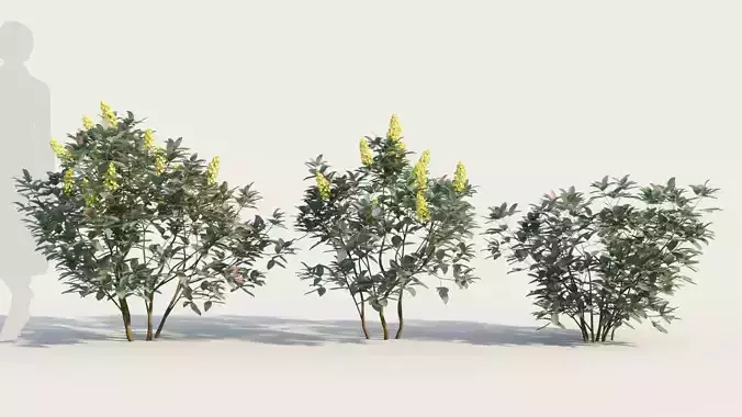 Argyrocytisus battandieri b