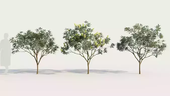 Argyrocytisus battandieri c