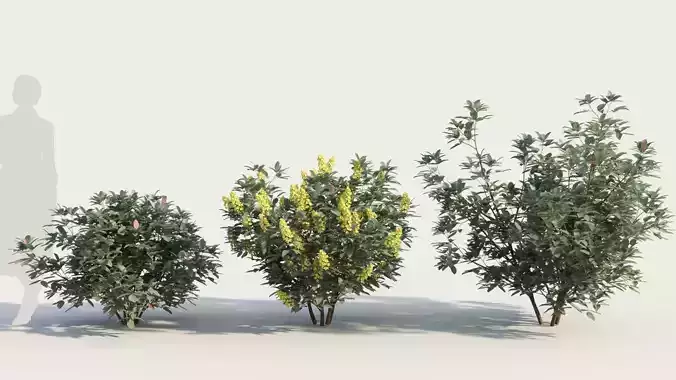 Argyrocytisus battandieri d