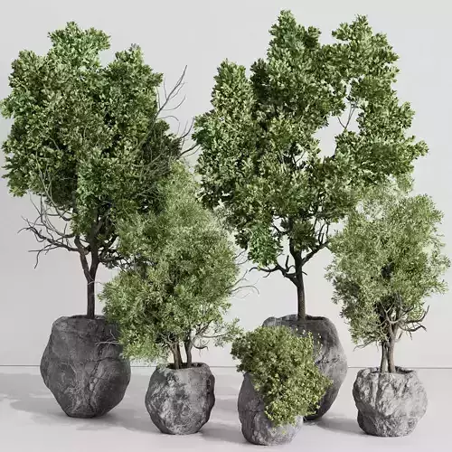 Tree and shrubss in dirty stone pots - Indoor plant set 428 