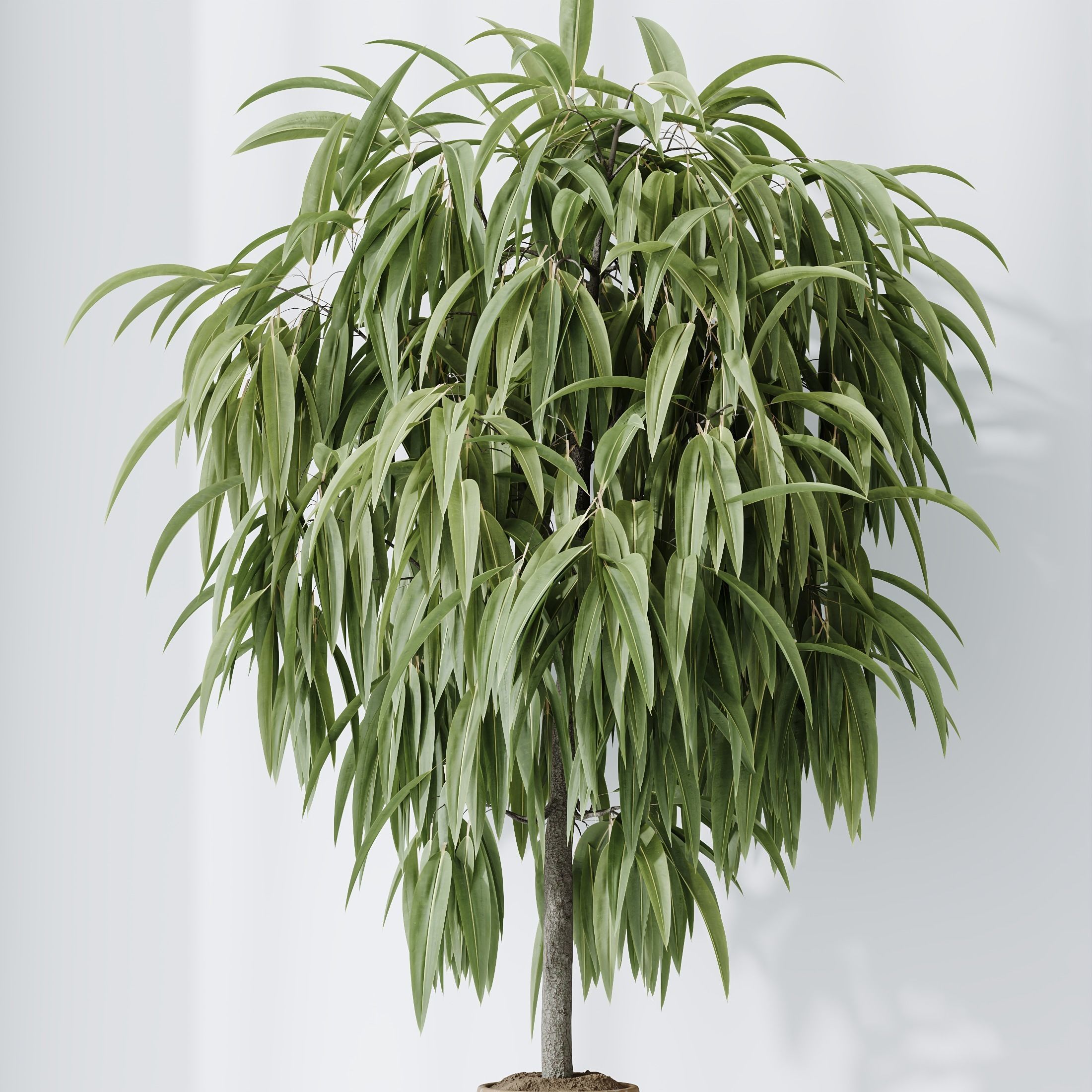 Indoor plant set 01 3D model_4