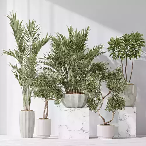 Indoor plant set 03 3D model