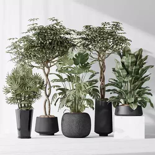 Indoor plant set 04 3D model