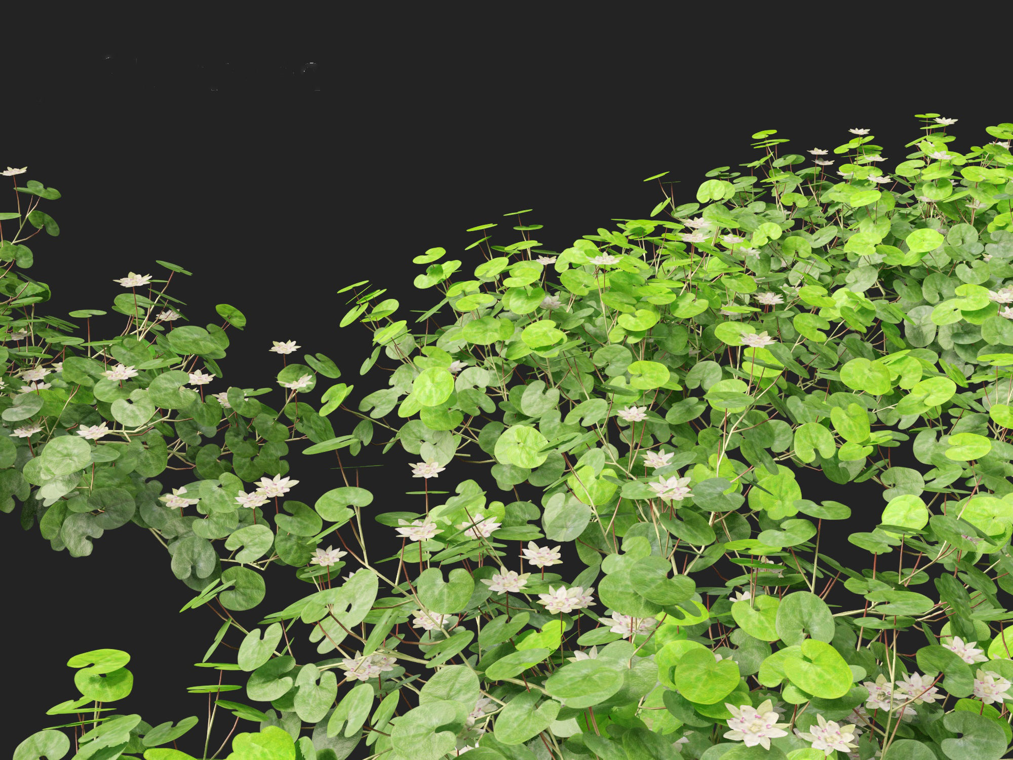 Dichondra repens - Kidney Weed 3D model_2