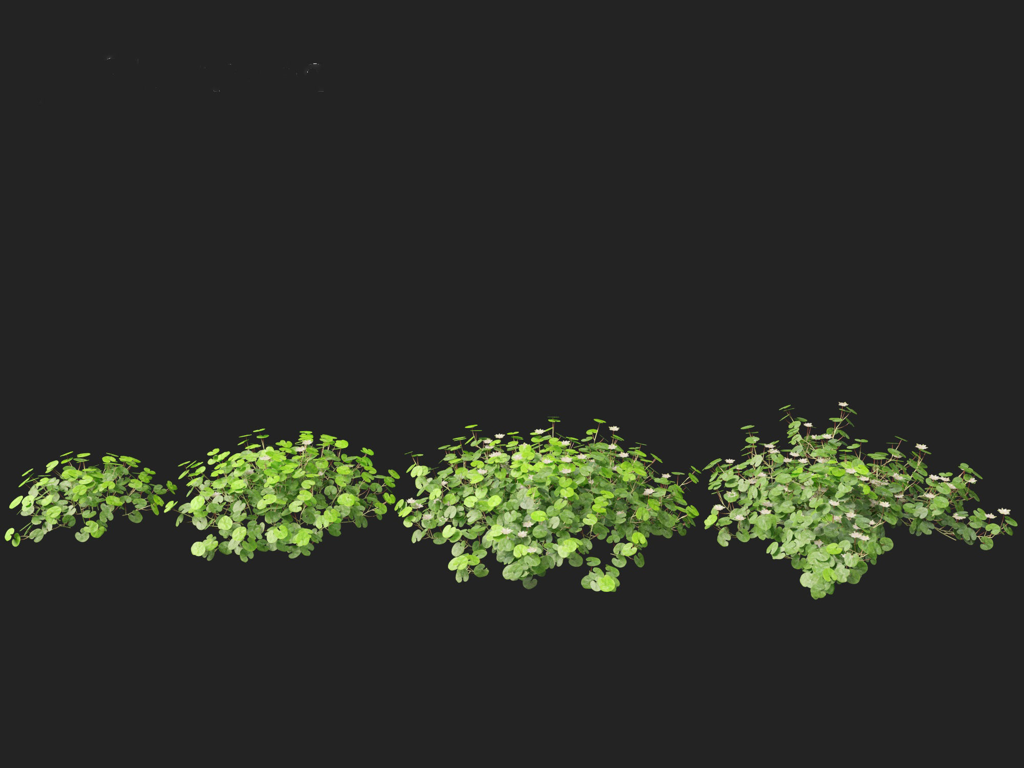 Dichondra repens - Kidney Weed 3D model_9