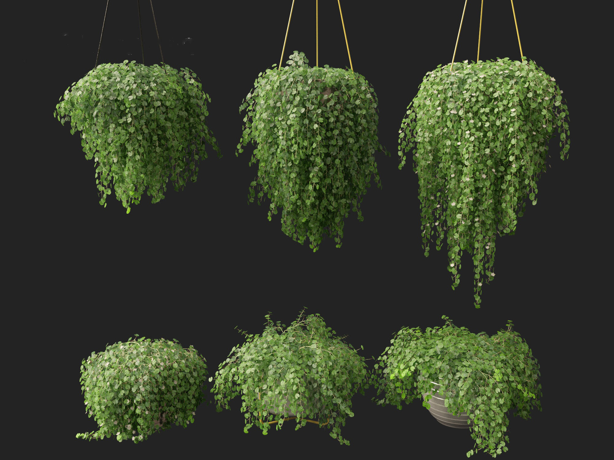Dichondra repens - Kidney Weed 3D model_7