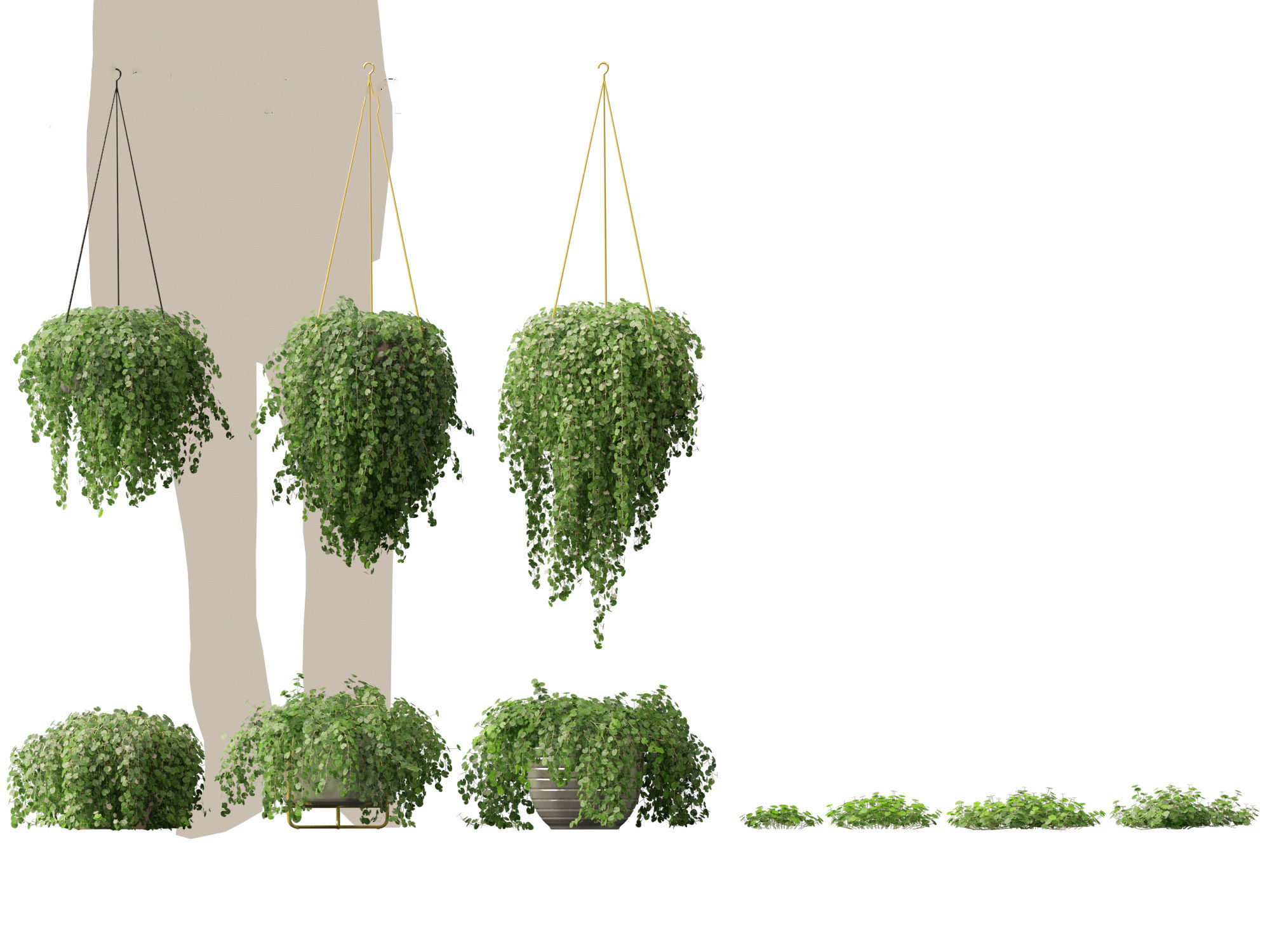 Dichondra repens - Kidney Weed 3D model_1