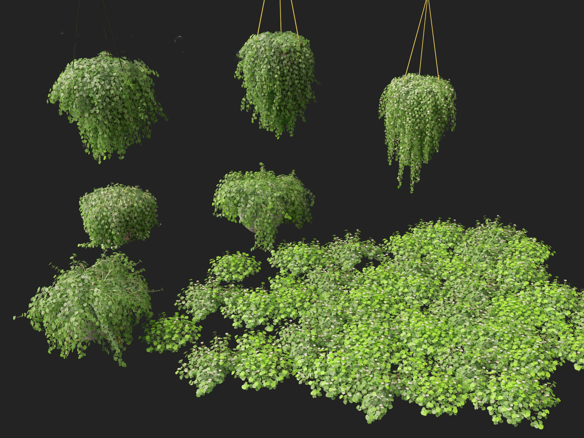 Dichondra repens - Kidney Weed 3D model_10